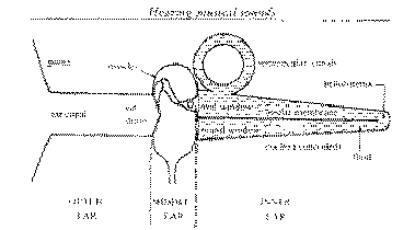Diagram of ear
